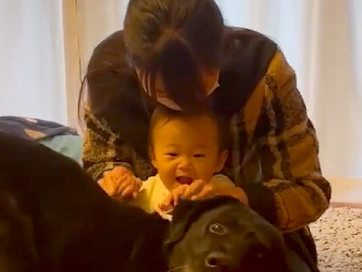 赤ちゃんと一緒に入院から帰ってきたら、大型犬が…思わず感動する『６日ぶりのおかえりなさい』が10万再生「大切な兄妹なんだ」「嬉しそう」
