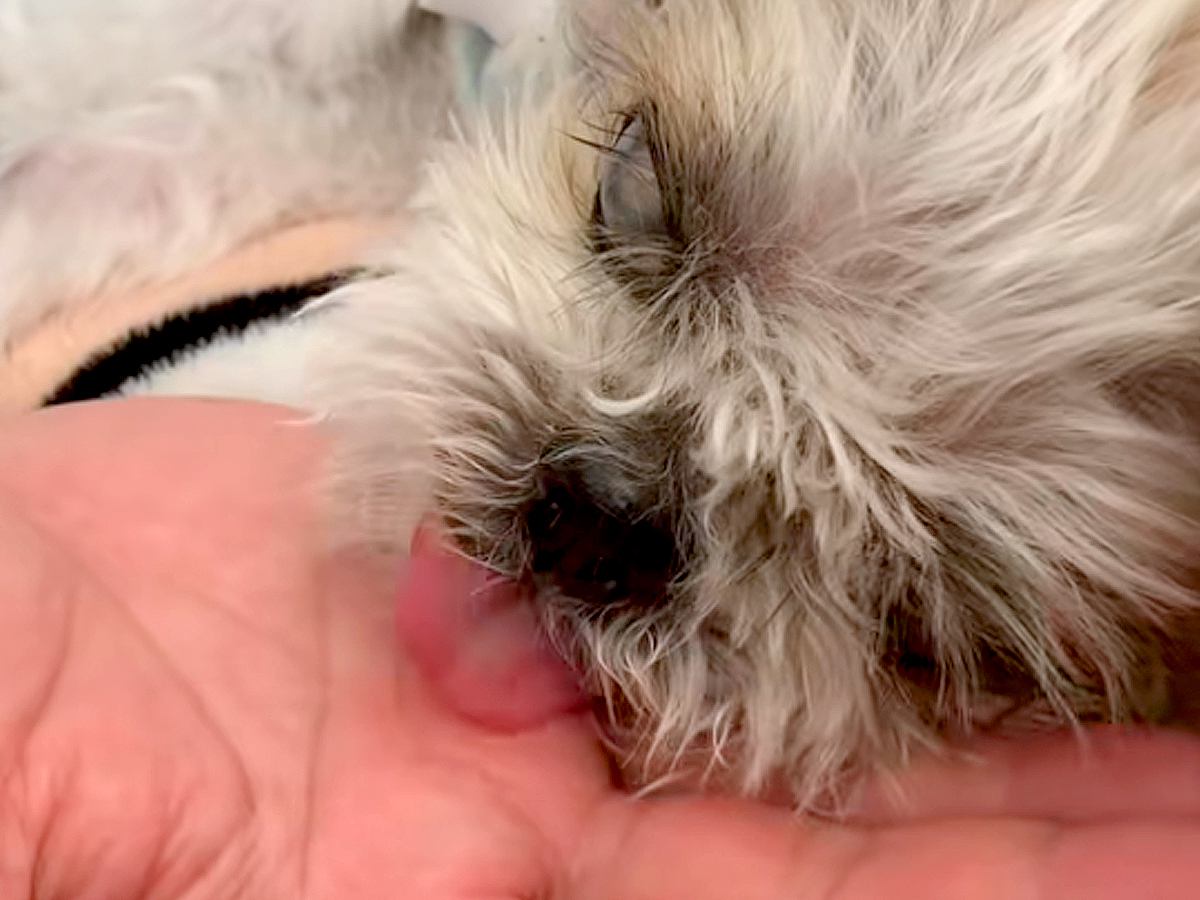 18年生きた老犬→心音が途絶えてしまい…涙が止まらない『お別れの日の一部始終』に感動「号泣した」「最後まで愛情与えてくれたね」と6万再生