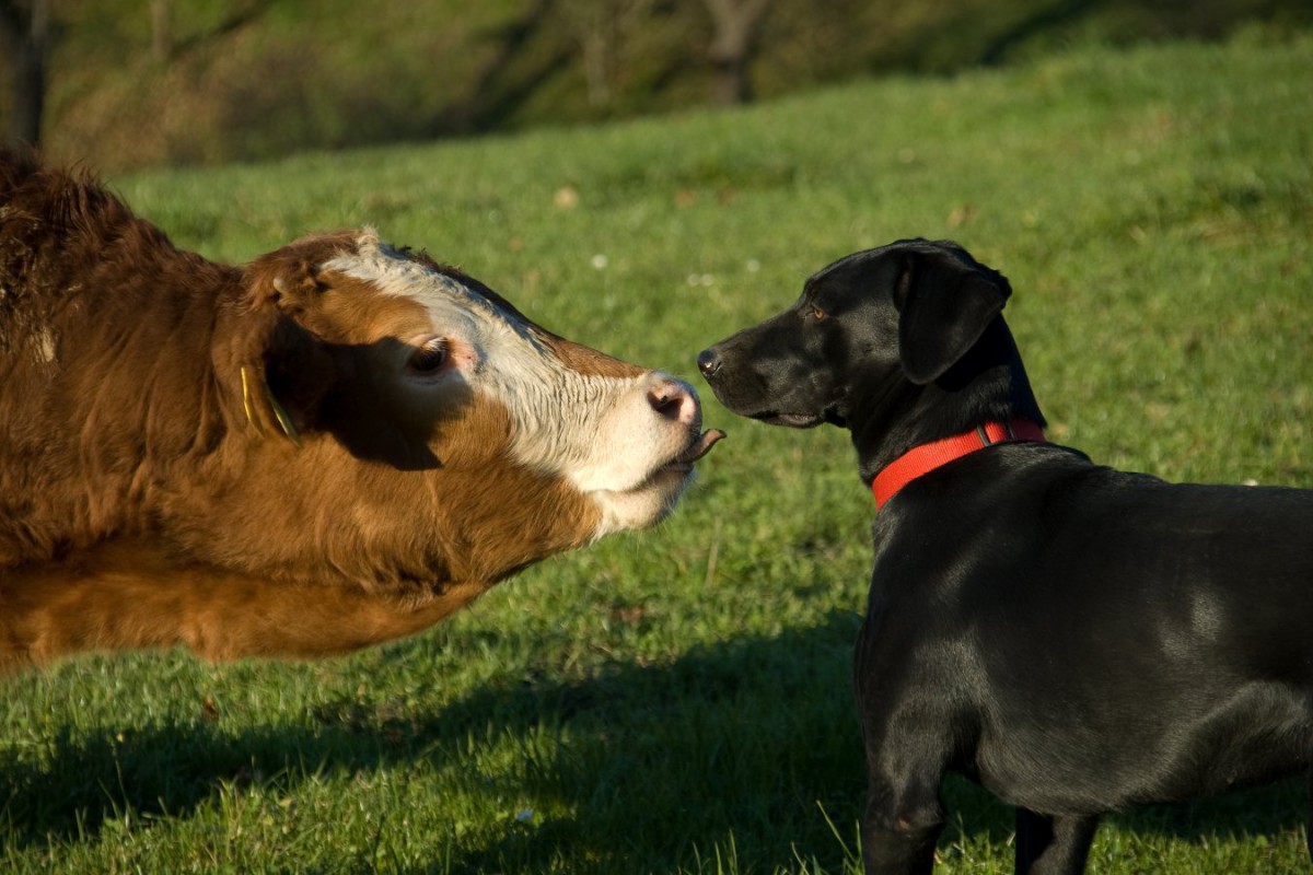 犬の嗅覚を使って牛の呼吸器疾患を探知するための研究