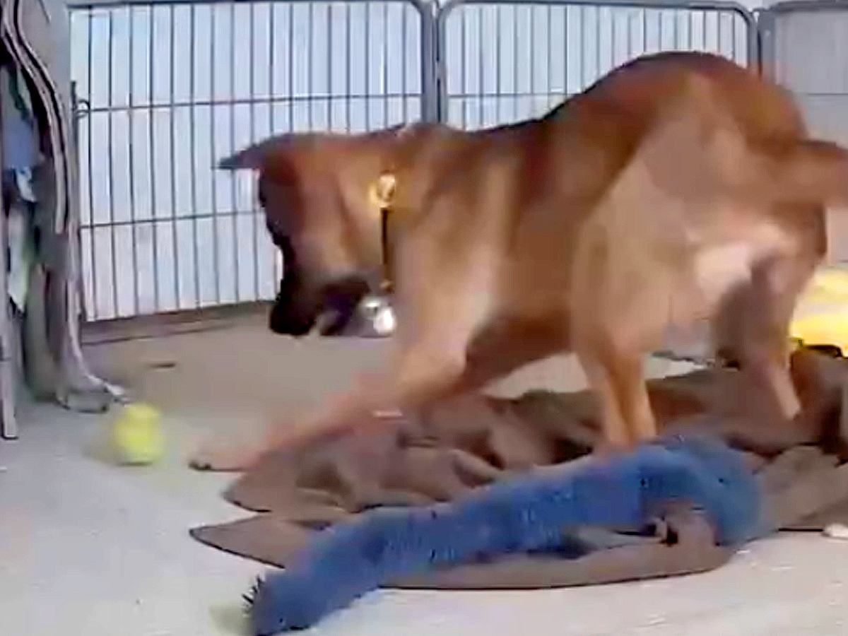 警戒心が強い元野犬の子犬→人がいないときに、こっそり観察してみたら…あまりにも可愛い『まさかの行動』に反響「無邪気」「見てて飽きない」