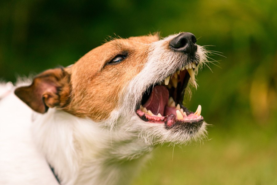 犬が飼い主にしつこく吠えるときの心理５つ