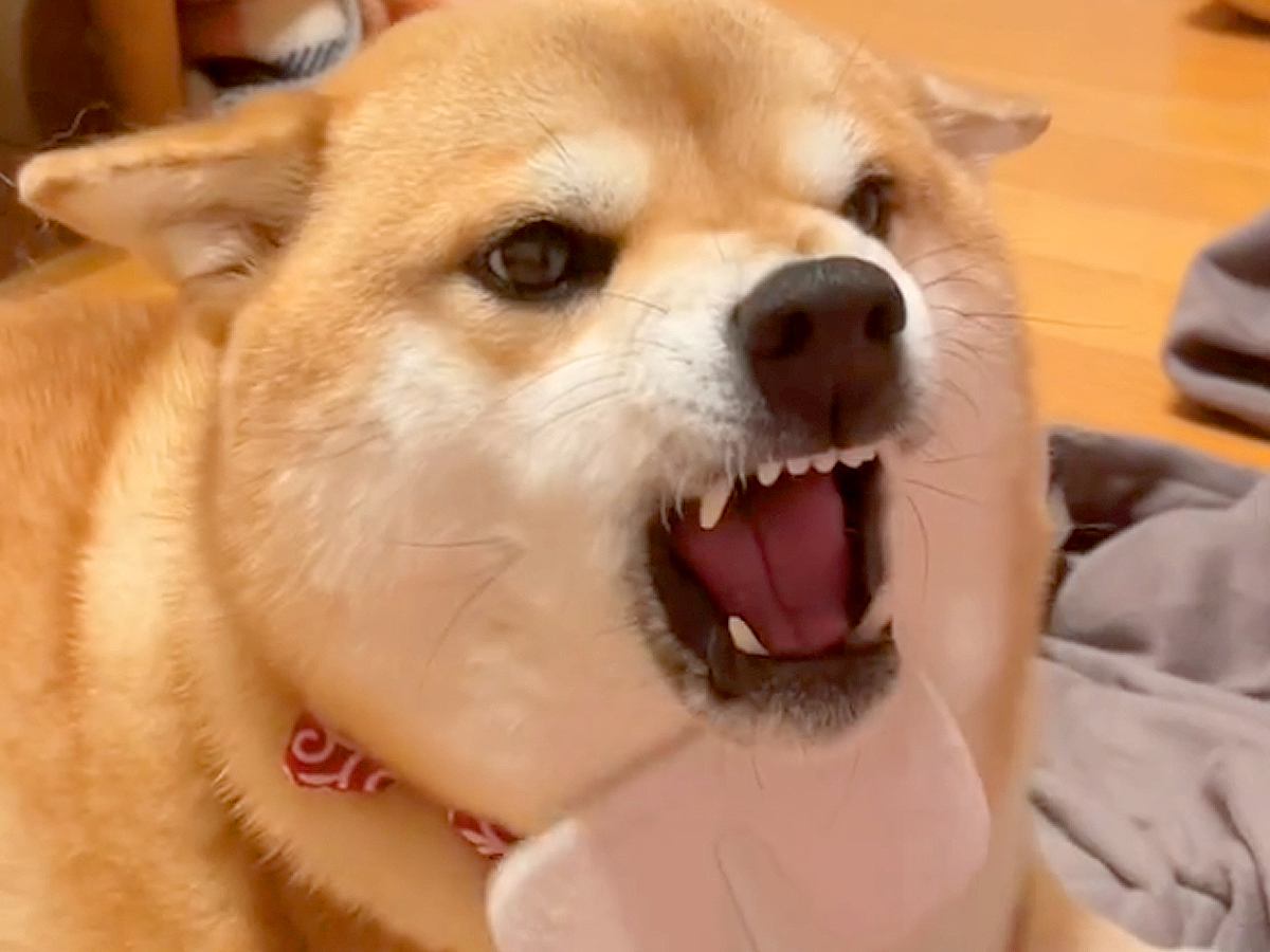 『アゴは嫌なの』犬のブラッシングしていたら…場所によって態度が急変する光景に307万再生の反響「声がクセ強ｗ」「あくび可愛い」
