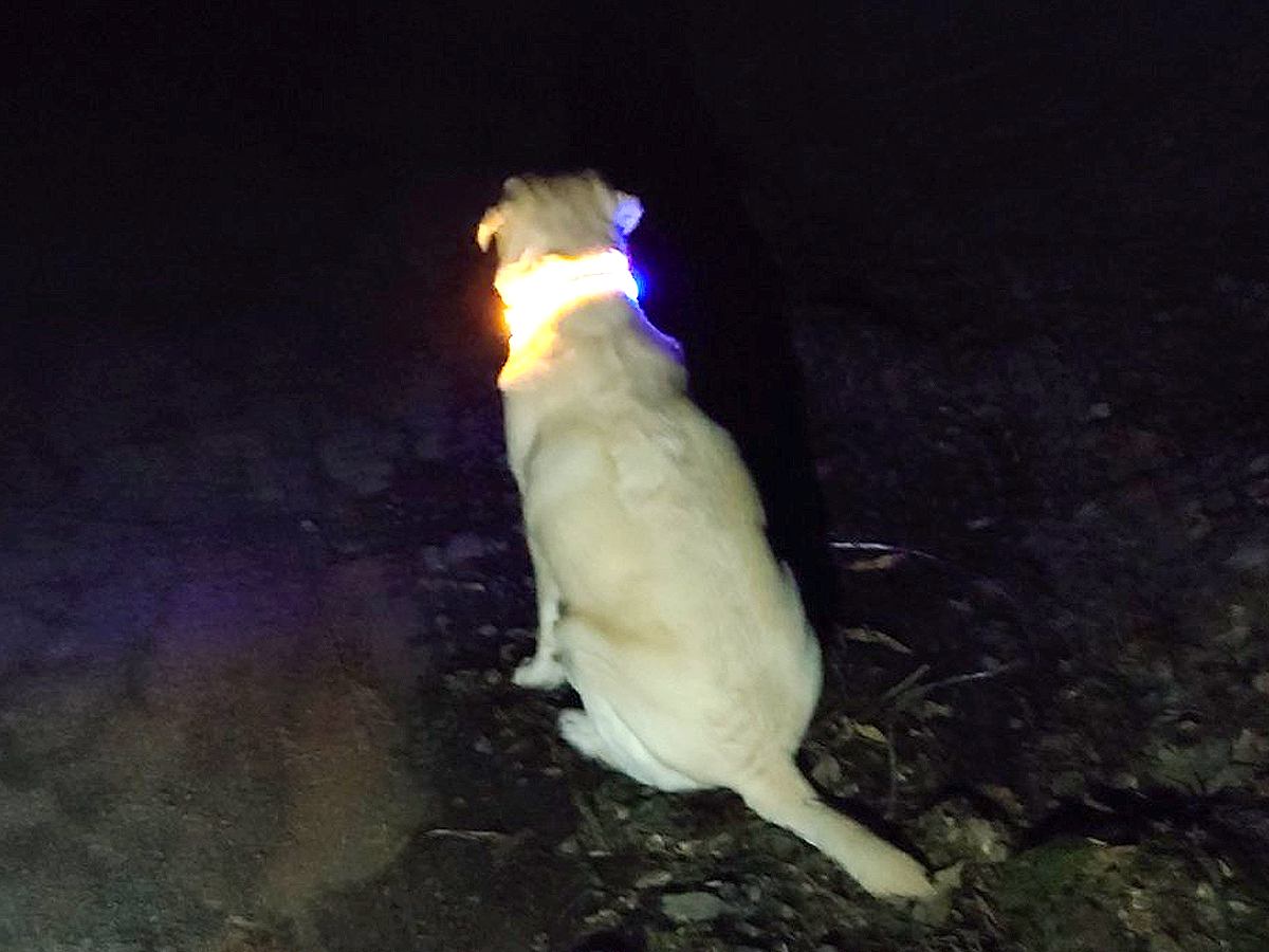 犬が手術で入院→残された同居犬が…散歩も行かずに見せた『まさかの光景』と結末に涙が止まらないと33万表示「泣けた」「絆がすごい」と絶賛