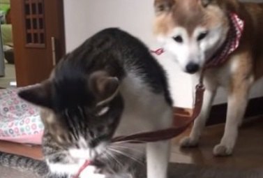 行かせない！猫ちゃんにお散歩を阻止される柴犬ちゃん