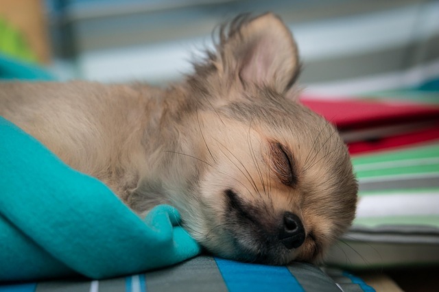 愛犬のてんかんの状態と寿命の関係について