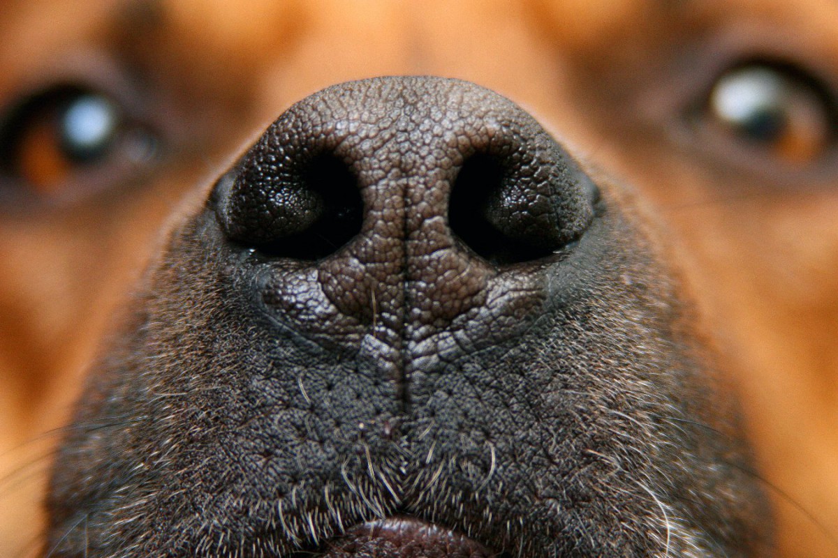 犬の鼻紋で身元確認するアプリを複数の企業が開発中