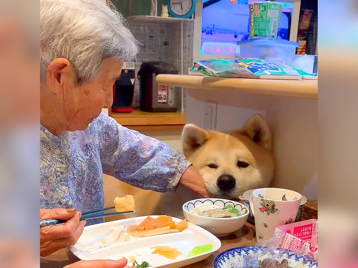 秋田犬の前でご飯を食べていたら…まさかの『おばあちゃんとの攻防戦』が可愛すぎると話題に「ぴったり張り付いてるｗ」「隙あらば…」の声