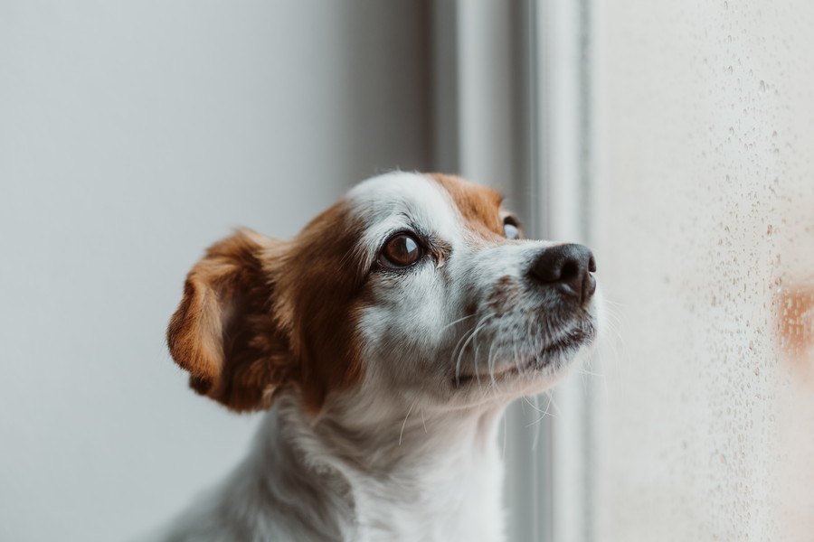 犬が落ち込んでるときにしている表情や態度3つ　どうやって元気づければいい？