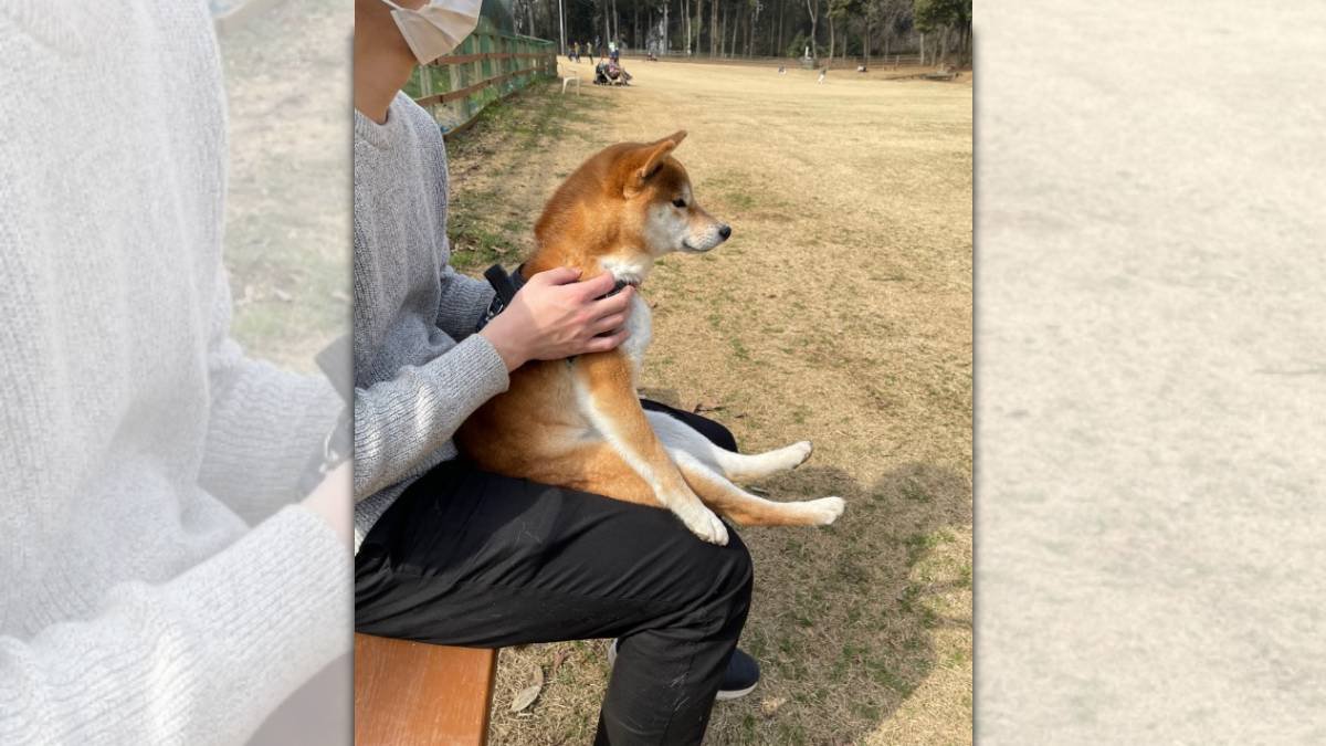 ドッグランで「犬見知り」を発動してしまう柴犬さんが可愛すぎると話題♡