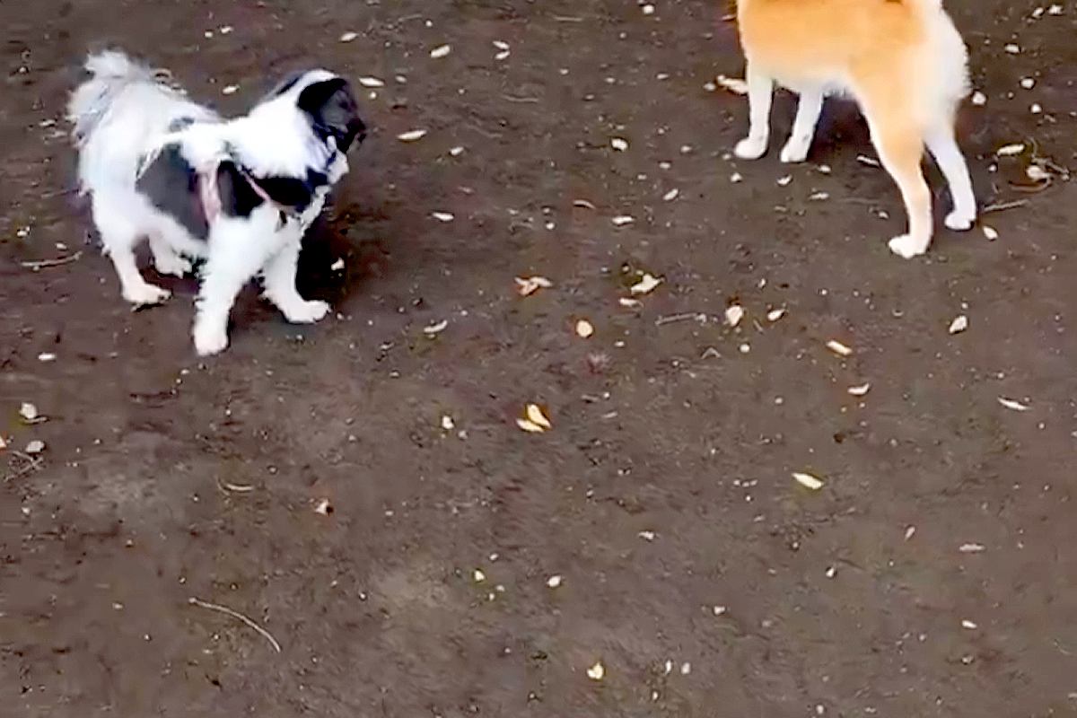 『犬見知りワンコ』がドッグランに集まった結果→『さすがに遊ぶかな』と思ったら…想像以上の光景に2万いいね「みんな地蔵で草」「静かすぎｗ」