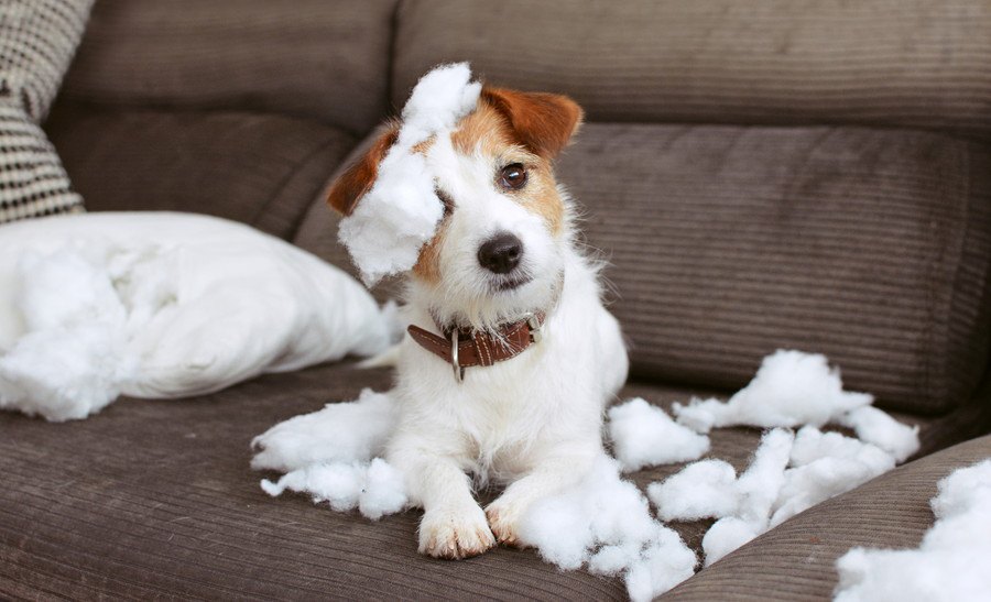 犬が飼い主に隠れてイタズラする時の心理３つ