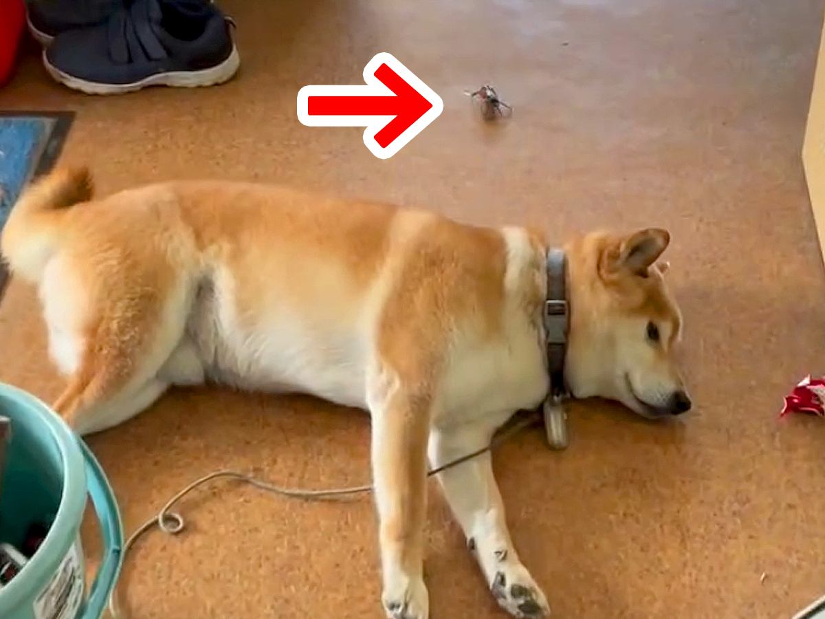 廊下で寝ている犬の後ろに、突然『カニ』が出現→ビックリするかと思ったら…予想外の『まさかの反応』が129万再生「平和ｗ」「反射神経すご」