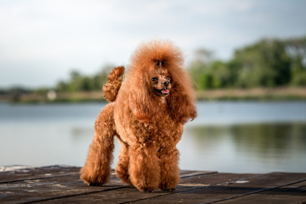 【獣医師監修】トイプードルってどんな犬種？特徴と性格や飼い方・価格相場まで解説