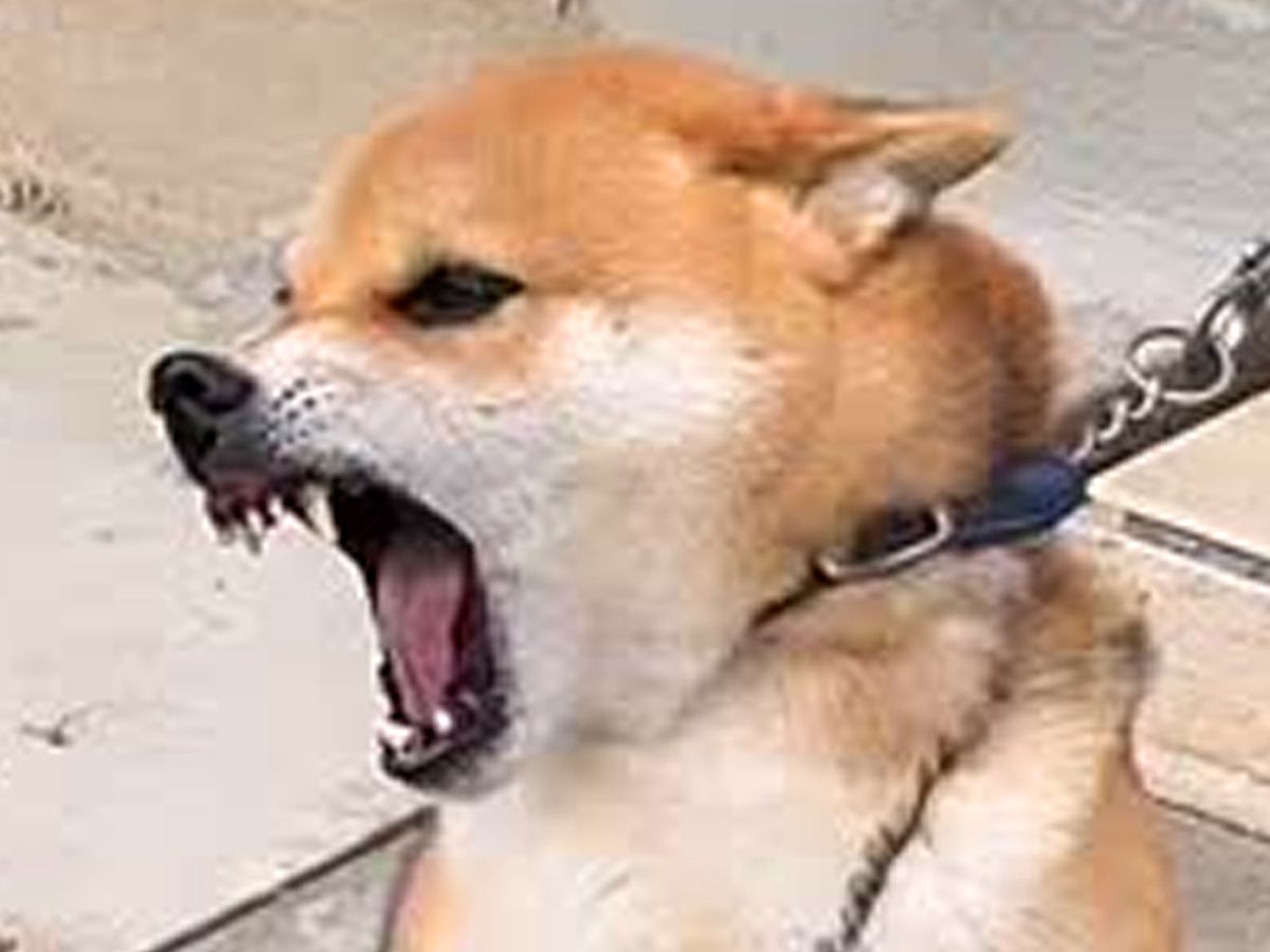 本気で噛む犬がプロのトレーニングで激変→飼い主から連絡があり…涙が止まらない『現在の光景』に「よく頑張った」と309万再生の反響