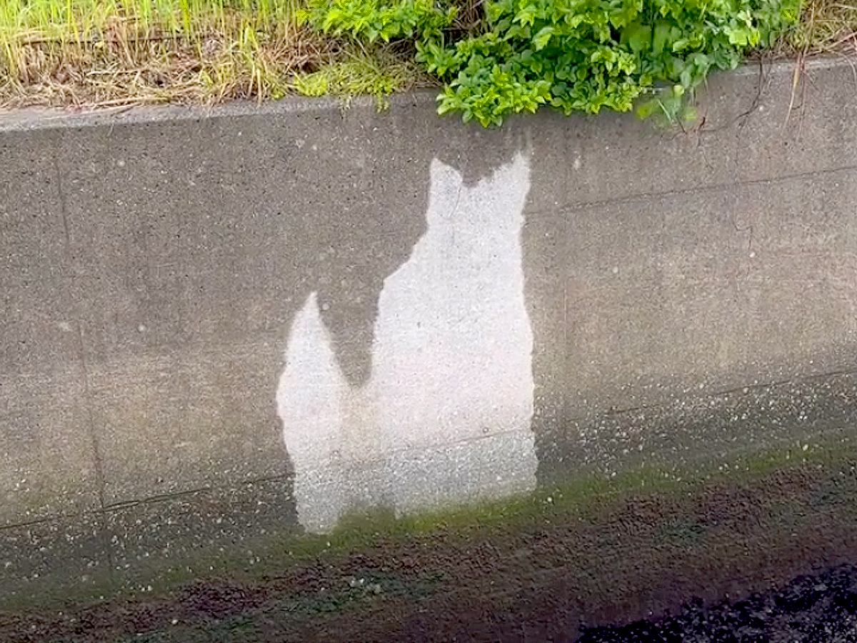 愛犬を亡くし、塞ぎ込んでいたら…散歩中に見つけた『衝撃的な光景』が283万再生　まるで見守ってくれているかのような奇跡の出来事に感動