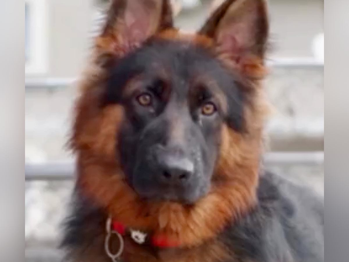 『賢くてカッコいい大型犬』を飼ったと思っていたら…想像とは程遠い『現実の光景』が13万再生「外見とのギャップがｗ」「アホ過ぎるの草」