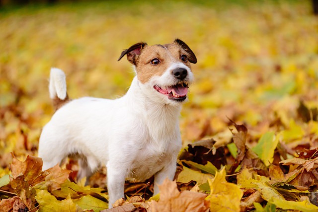 愛犬の『なつき度』を測る5つのチェック項目