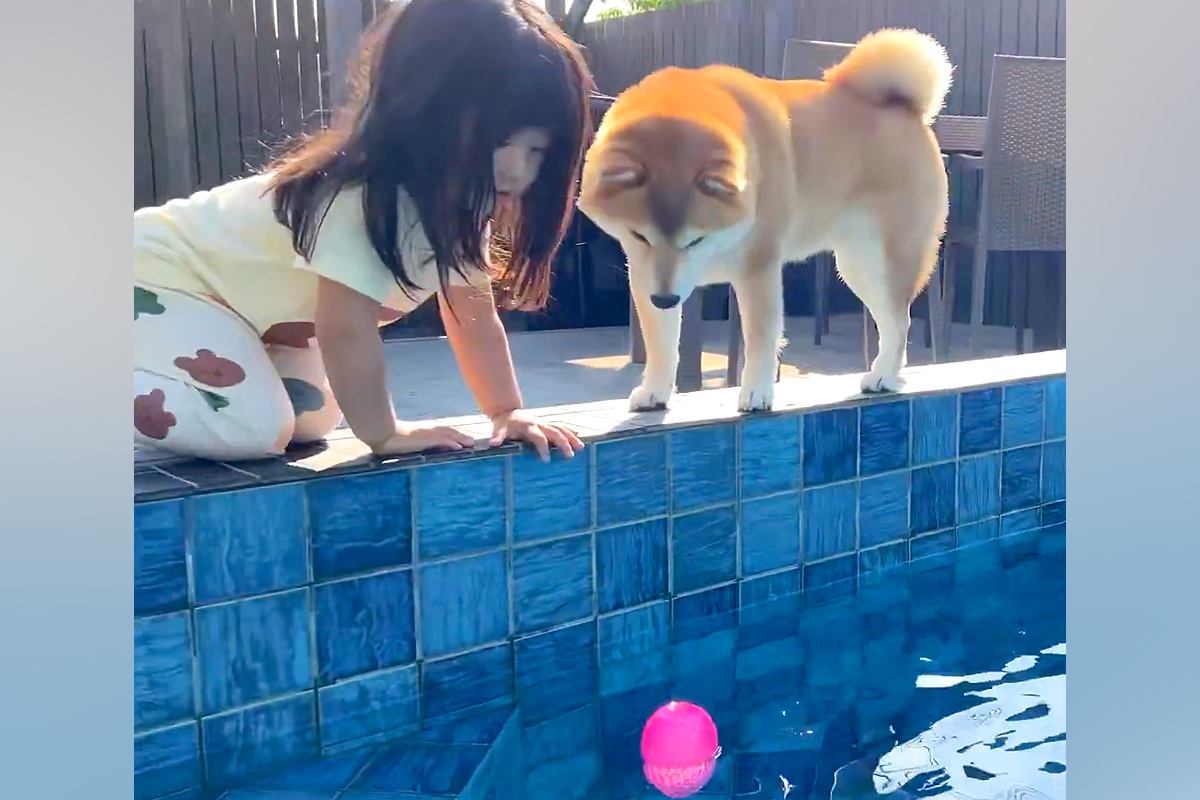 プールにボールを落とし、困り果てる犬→気付いた2歳の女の子が…本当の姉妹のような『優しい世界』が63万表示「なんて可愛い」「素晴らしい」