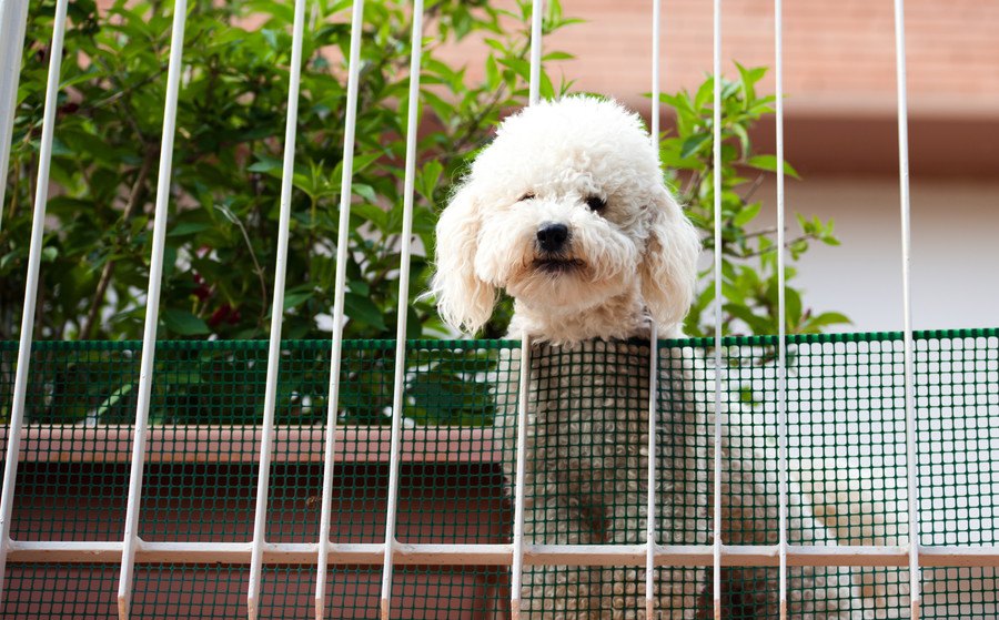 絶対NG！ペット禁止の家で犬を飼うリスク３つ