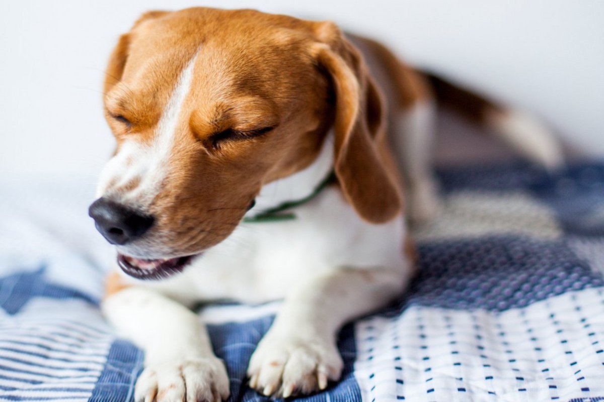 犬がくしゃみをするのは体調不良？病気の可能性や考えられる原因を徹底解説
