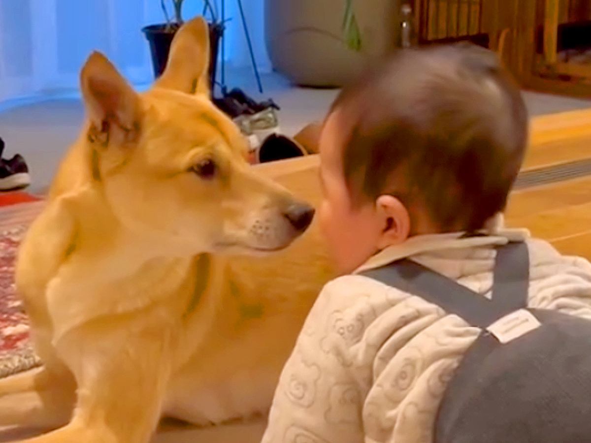 お父さんが帰宅したら、遊んでいた赤ちゃんと保護犬が…猛スピードすぎる『お出迎え光景』に「すっかり仲良し」「ほっこり」の声