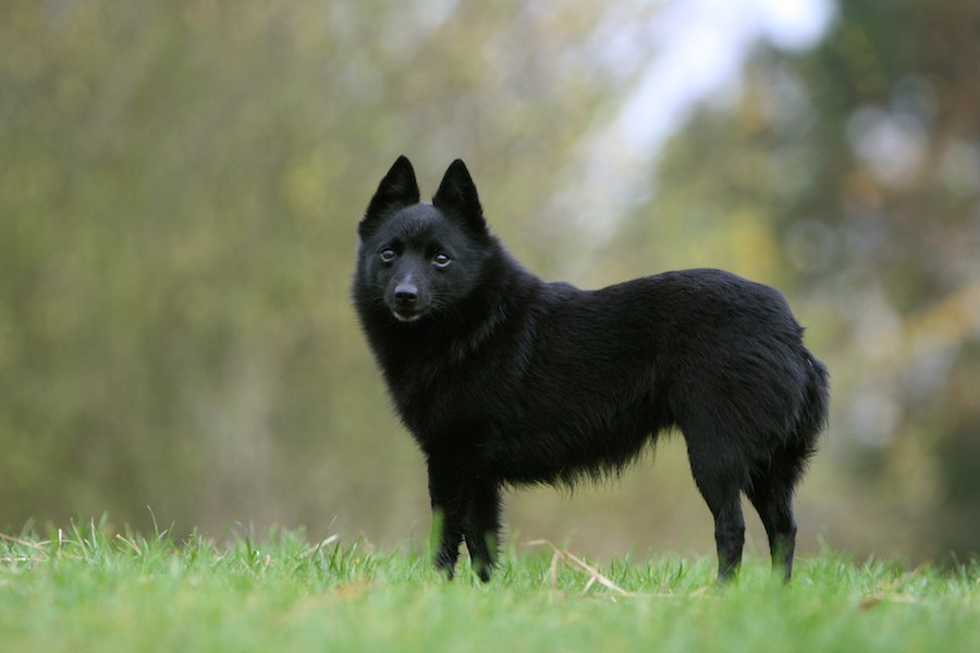 日本であまり飼われていない珍しい小型犬６選