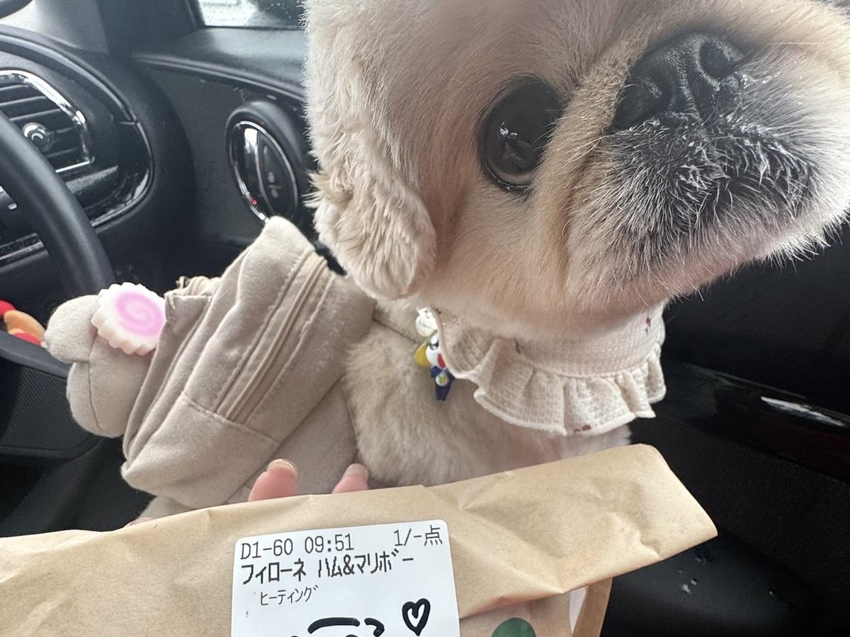 犬とスタバへ→商品を受け取ったら…愛が伝わる『まさかのサプライズ』に1万2000いいね「素敵」「お姉さんにも人気者なんだ」と絶賛