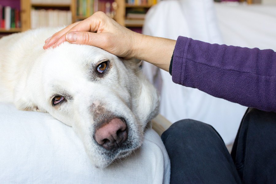 犬を看取った後にするべき５つのこと