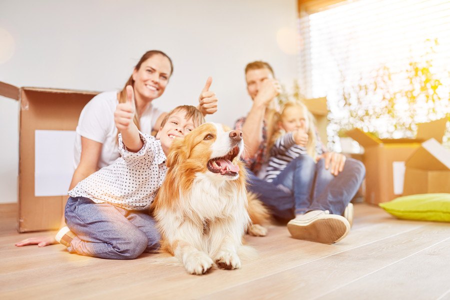 犬のしつけに叱ると褒めるのバランスが大切？