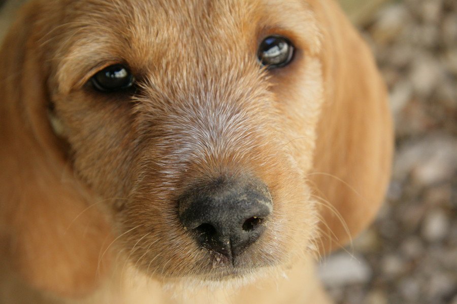 なぜペットショップで犬の値段が安くなっていくの？