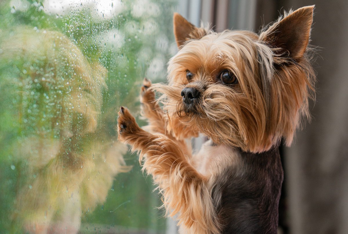 愛犬との散歩中に雨に濡れてしまった！家に帰ったらドライヤーで乾かしたほうがいいの？