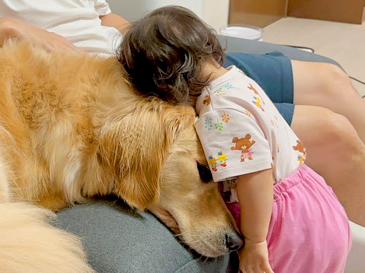 小さな女の子へ『大好き』を伝える大型犬→次の瞬間…気持ちに応えた『悶絶級の行動』が37万再生「ピュアで泣いた」「尊すぎる…」と絶賛の声