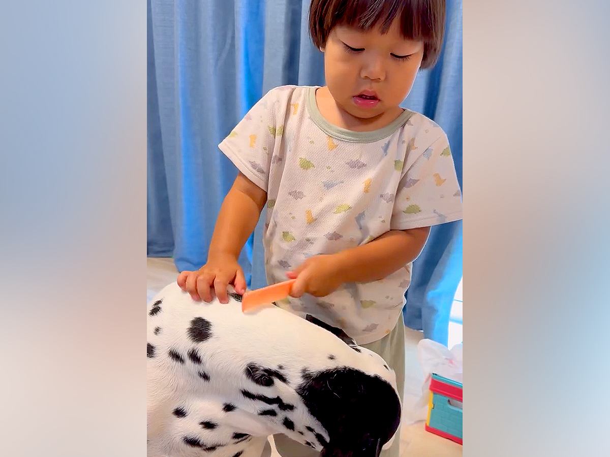 犬と仲良しな３歳の女の子→ブラッシング中、なぜか心配そうな表情を浮かべて…想定外な『まさかの一言』に爆笑「子供の発想はかわいすぎる」