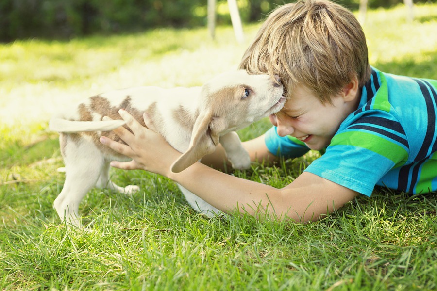 思春期の子供が犬を育てる4つのメリット