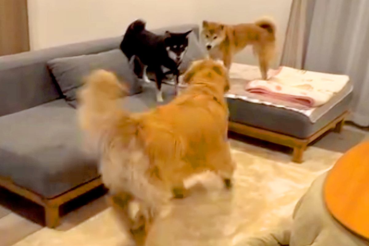 ケンカをする2匹の柴犬→見かねたゴールデンレトリーバーが仲裁に入り…まさに『喧嘩両成敗』な光景が210万再生「なんて立派」「前世人間？」