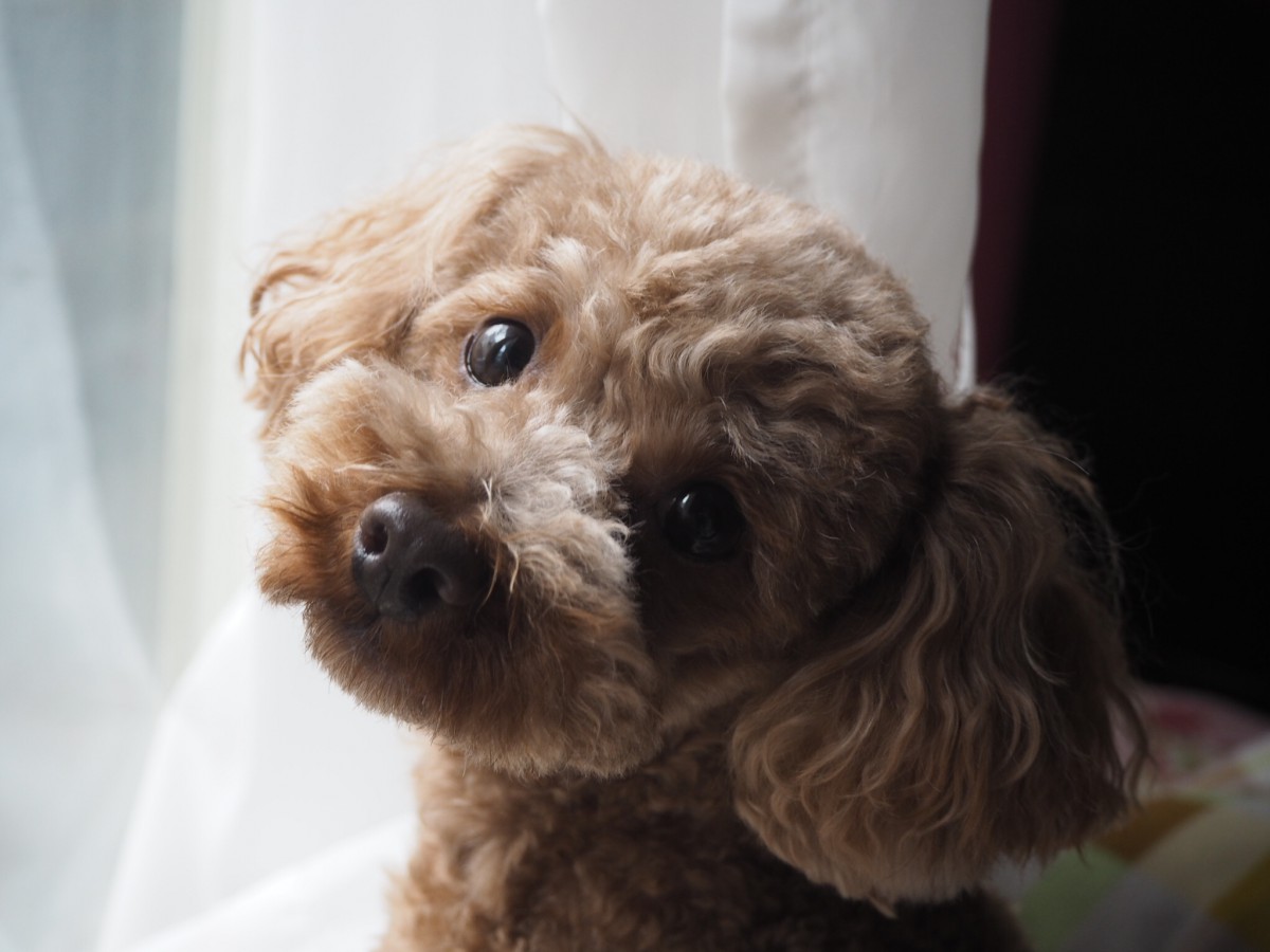 小型犬は散歩に行かなくてもいいの？