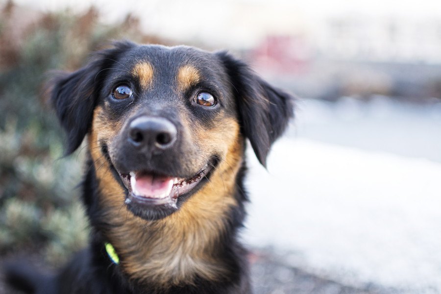 犬に『正しく気持ちを伝える』方法3選！実は伝わっていない飼い主の行動とは？