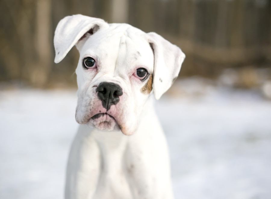 具志堅用高さんの愛犬グスマンはどんな犬？犬とのエピソードや画像を紹介！