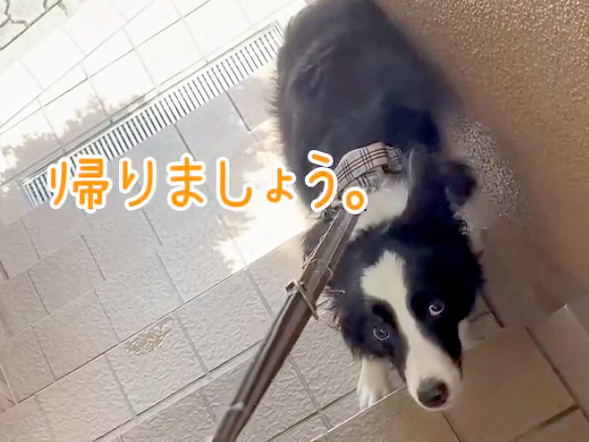 『無理です。帰りましょう。』注射のために動物病院に来た犬…待合室でみせた『切なすぎる光景』が29万再生「賢いが故に…」「気持ち分かる」