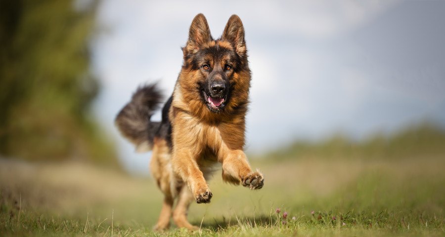 盲導犬サーブの感動物語！その活躍や功績、おすすめの本などを紹介