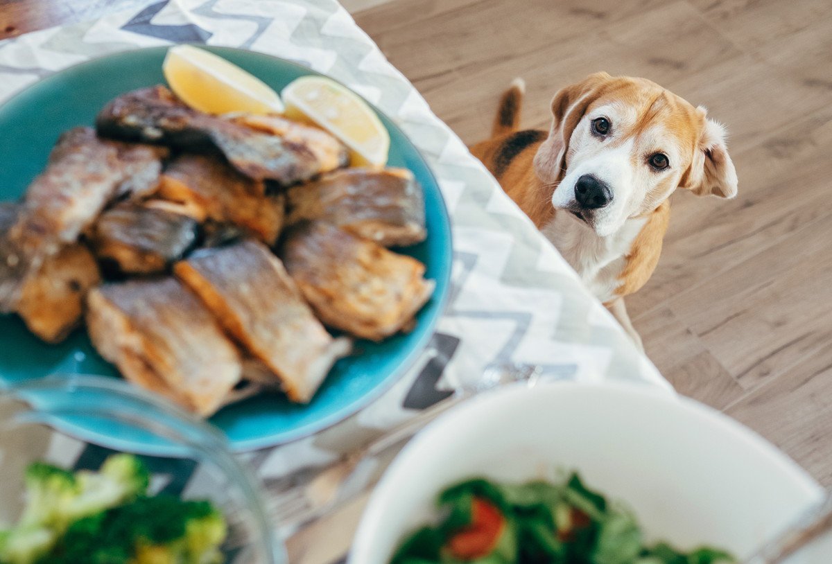 犬に絶対与えてはいけない『冬の食材』5選　非常に危険な理由や誤食防止策まで