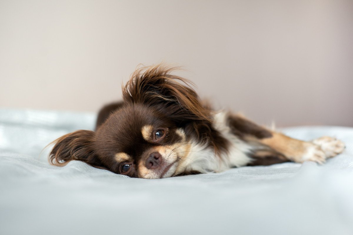 愛犬をリラックスさせてあげられる環境づくりの秘訣3つ　意識が必要なポイントと避けるべきNG環境を解説