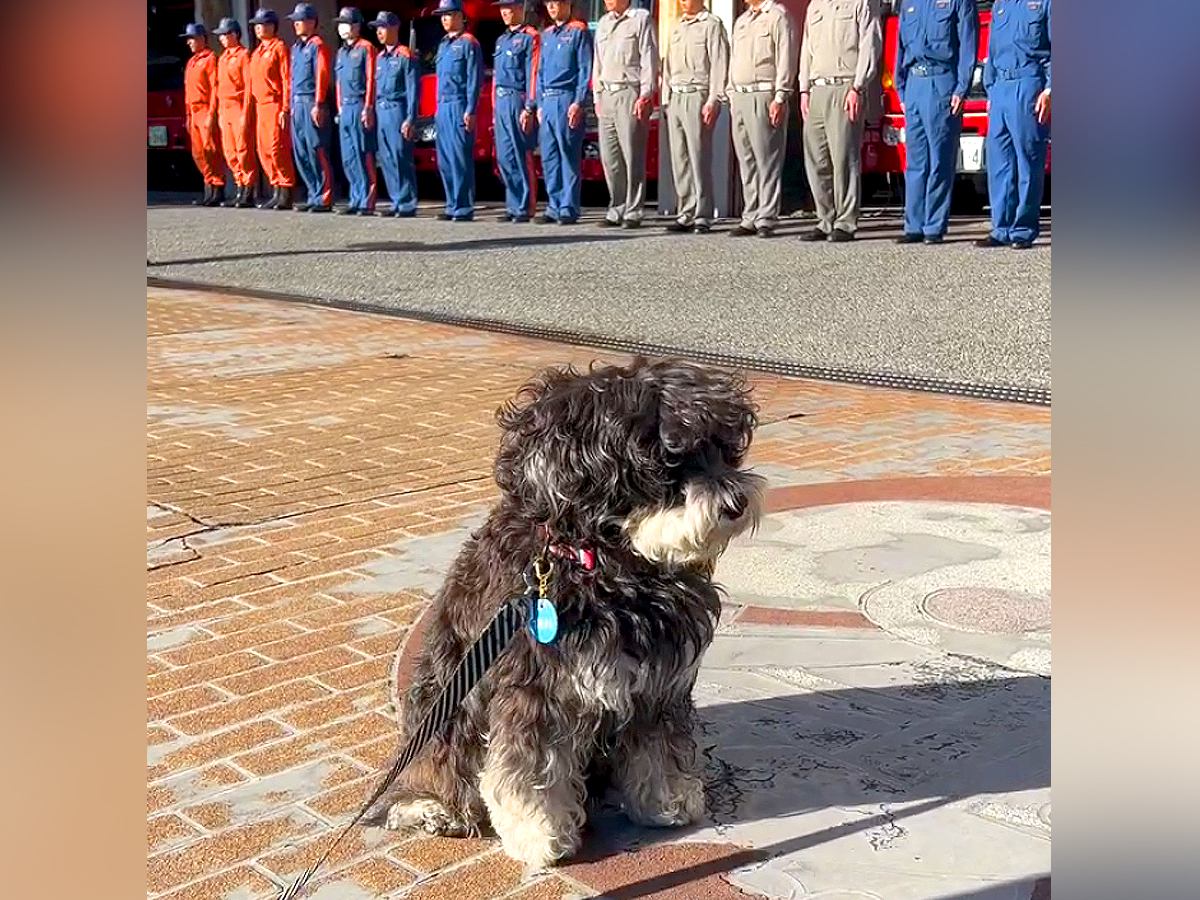 朝、消防隊の朝礼に居合わせた犬が…まさかの『一緒になって参加する光景』が123万再生「息ぴったりで草」「全然動かないｗｗ」と大絶賛