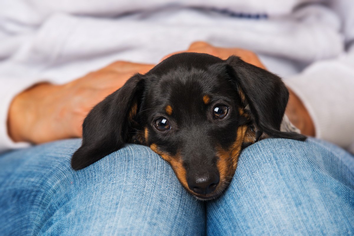 犬が飼い主の膝に乗りたがる『5つの心理』主な理由や乗られて困る場面での対処法まで