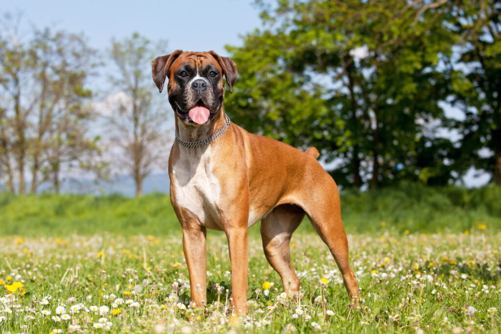 【獣医師監修】ボクサーってどんな犬種？特徴と性格や飼い方・価格相場まで解説