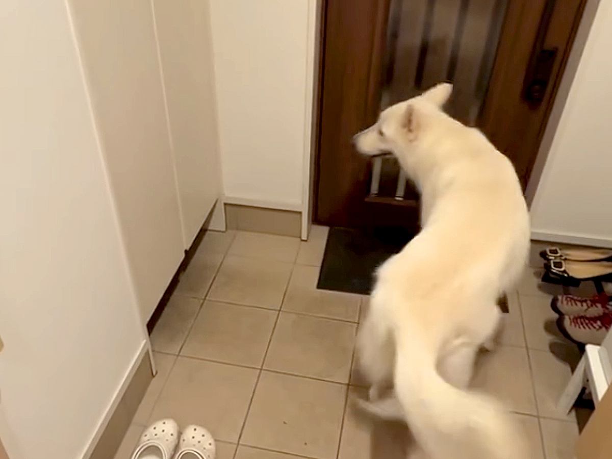 大型犬に見つからないよう、帰宅したパパが『玄関に隠れてみた』結果→想像と違った『発見の瞬間』が13万再生「一瞬でｗ」「熱烈歓迎だ」と反響