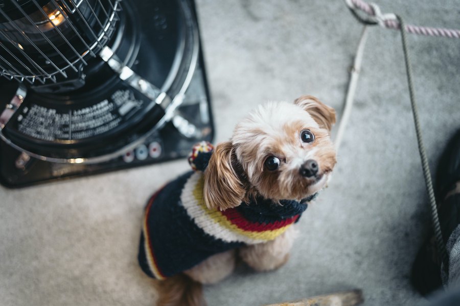 室内犬を飼っている人が絶対にするべき『冬を快適に過ごす対策』６選