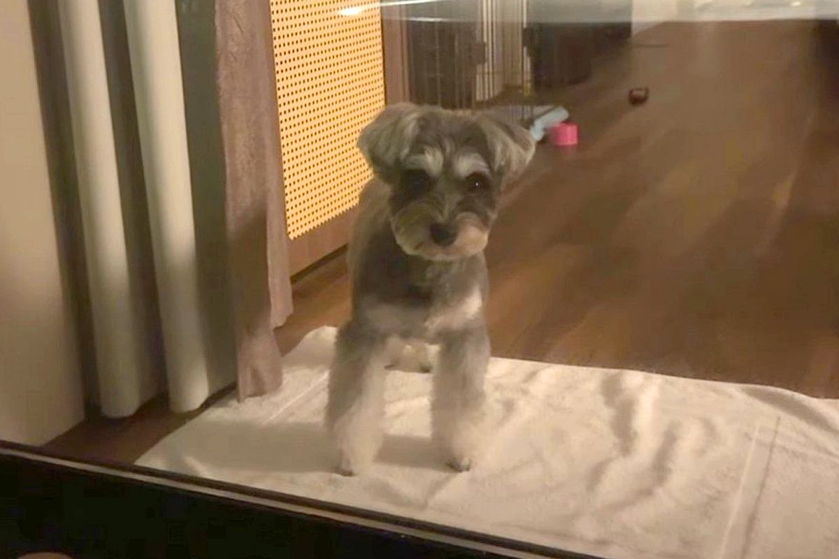 箱根旅行中、客室露天風呂に入った結果→寂しくなった犬が、窓越しに…すぐに上がりたくなる『健気な行動』に反響「地団駄踏んでるｗ」「可愛い」