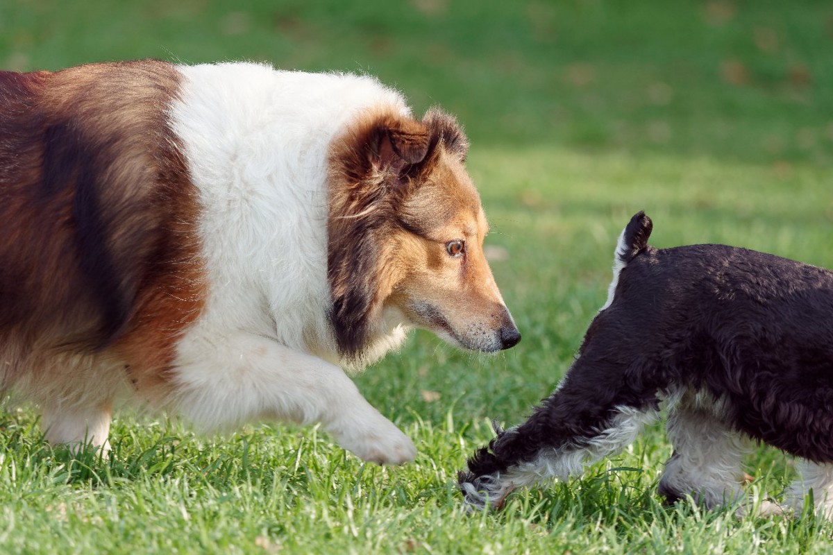 犬の特殊な伝染性のガンについての新しい研究結果