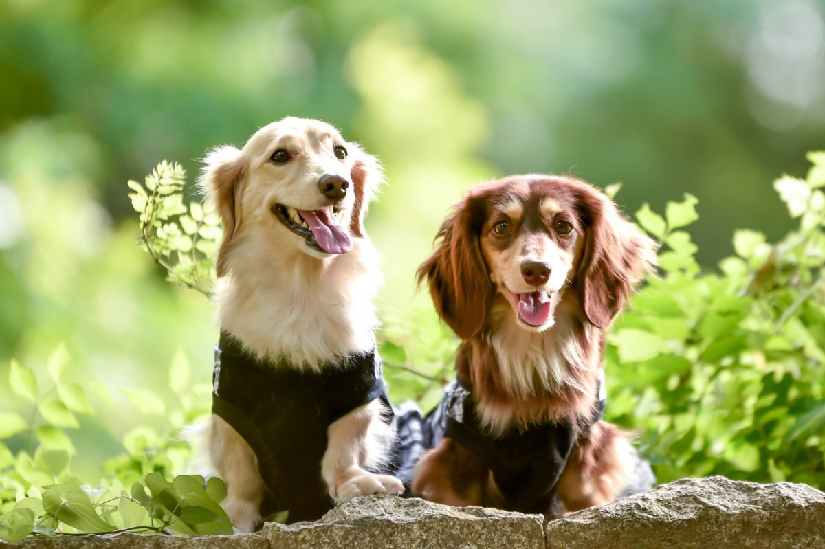 ミニチュアダックスフンドの犬種情報